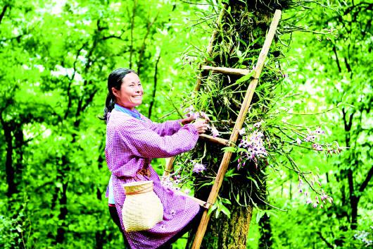 <b>石斛花开枝头俏 产业扶贫实效显</b>