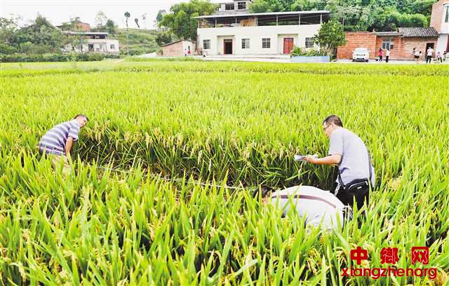 <b>袁隆平“超优1000”水稻在大足试种成功</b>