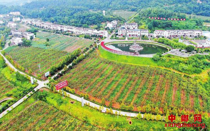 <b>奇异果里藏着减贫奇迹</b>