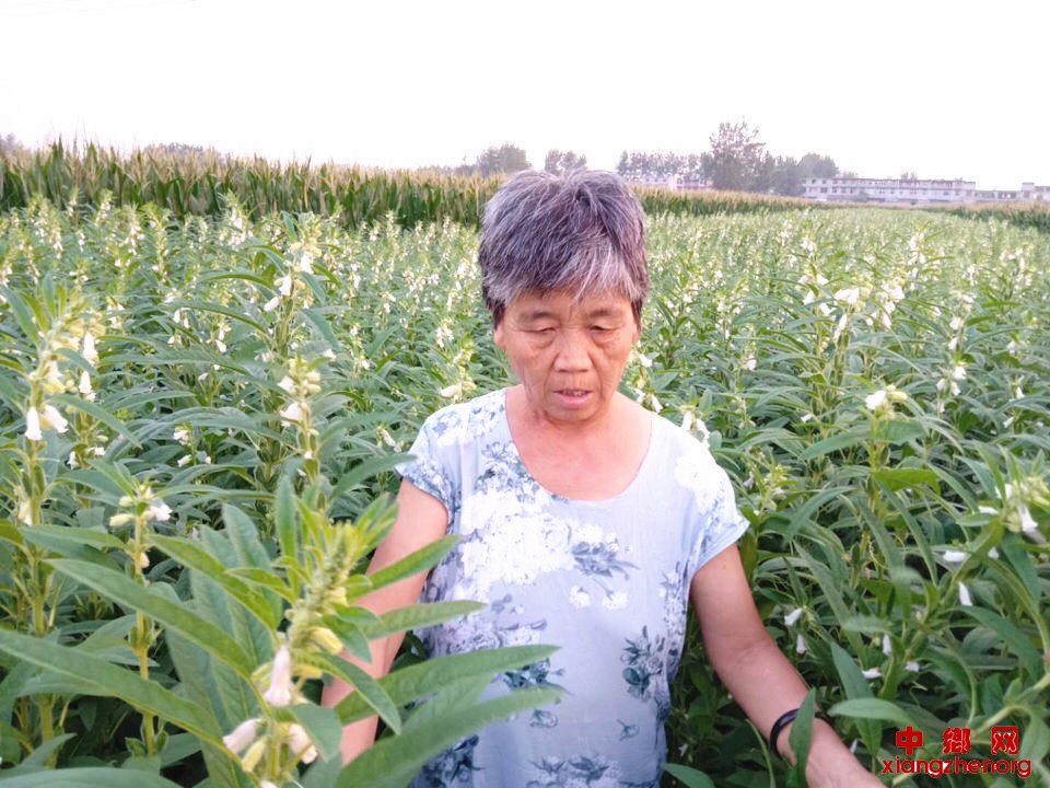 <b>安徽阜阳：枣庄镇产业园区2000多亩芝麻丰收在望</b>