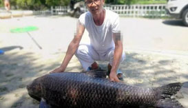 <b>江苏徐州：湖水环境优越 钓上184斤大青鱼</b>