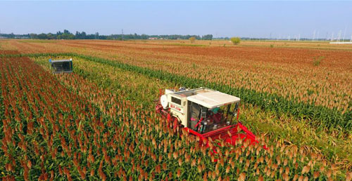 <b>酿酒高粱映红脱贫致富路</b>