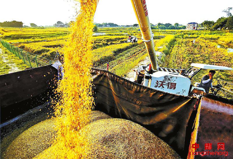 <b>四川广安：以龙安乡为样本 脱贫摘帽后如何打好“三张牌”</b>