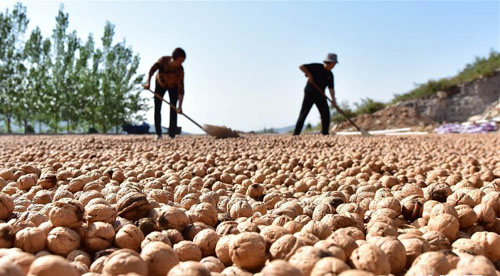 <b>白露到 晒核桃</b>