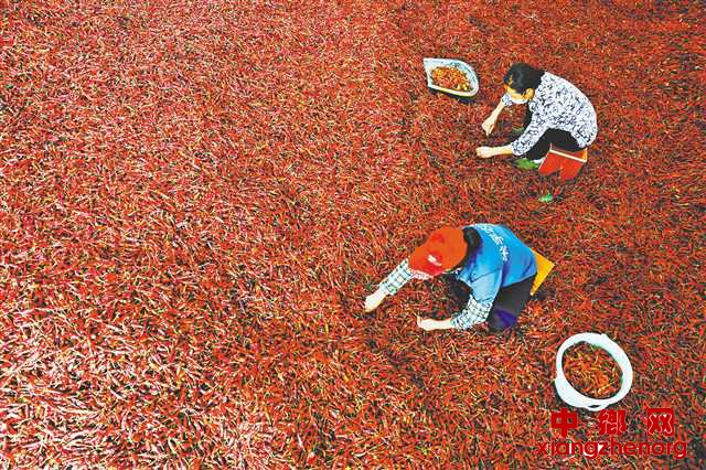 <b>“扶贫辣椒”分外红</b>