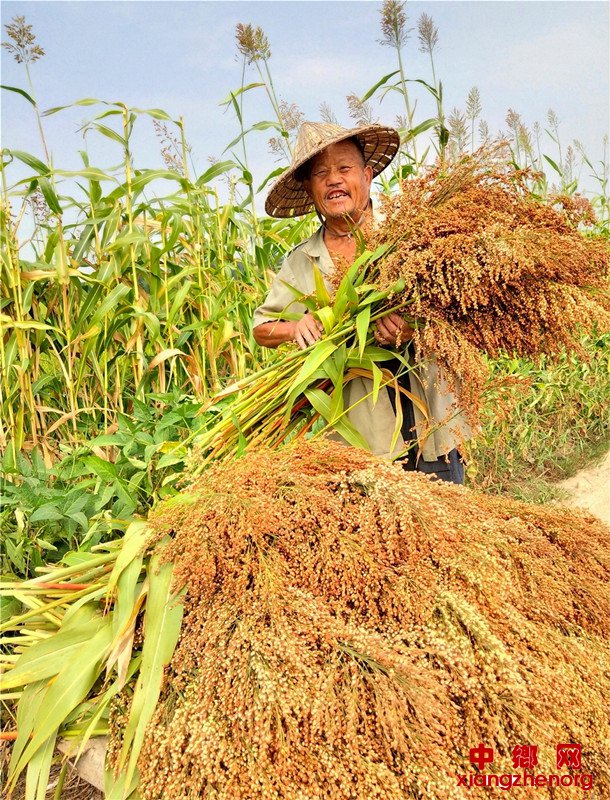 <b>郯城：茅老汉“拾荒地”获丰收“梁”</b>