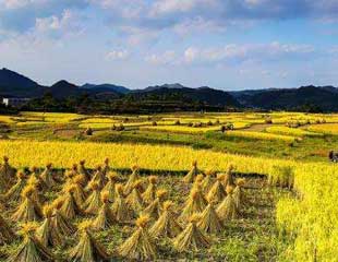 <b>人民网评：向农民致敬 为丰收颂歌</b>