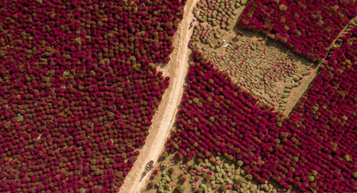 <b>山西柳林：扫帚草助脱贫</b>