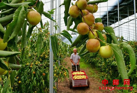 <b>河北黄骅：冬枣熟了</b>