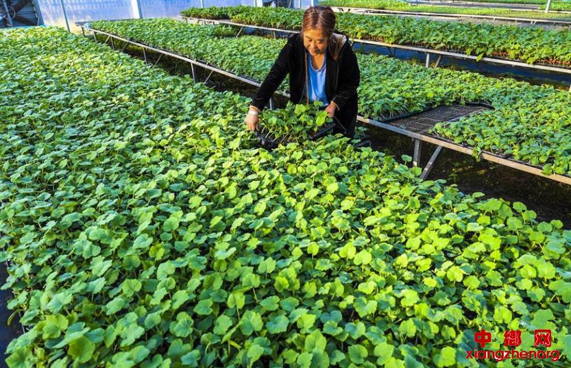 <b>河北武邑：订单育苗助脱贫</b>