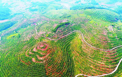 <b>油茶产业助增收</b>