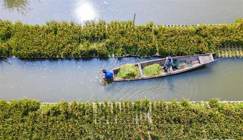 <b>乡村“水上农场”迎丰收</b>