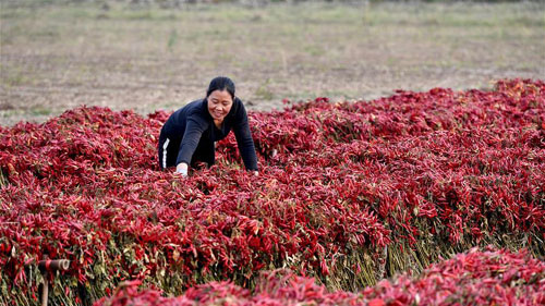 <b>河南宝丰：“订单辣椒”抢收忙</b>