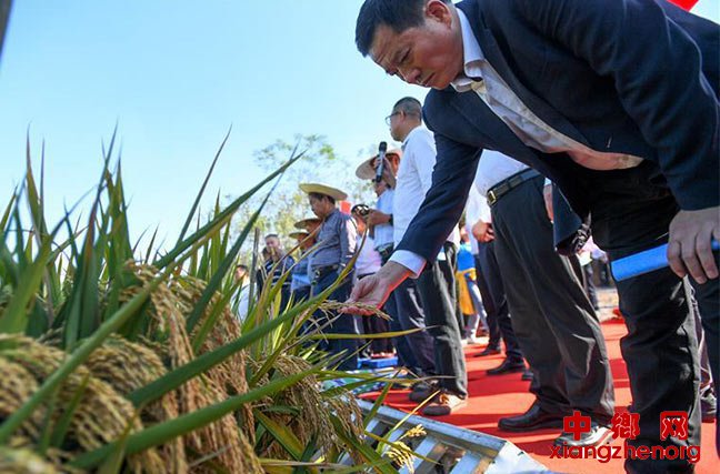 1046.3公斤！袁隆平第三代杂交水稻首次公开测产[组图]