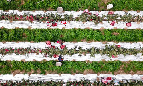 <b>山东威海：矮砧苹果喜获丰收</b>