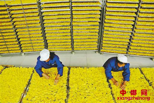 <b>皇菊开出致富花</b>