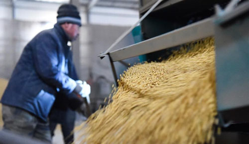 <b>黑龙江：粮企大豆收购加工忙</b>
