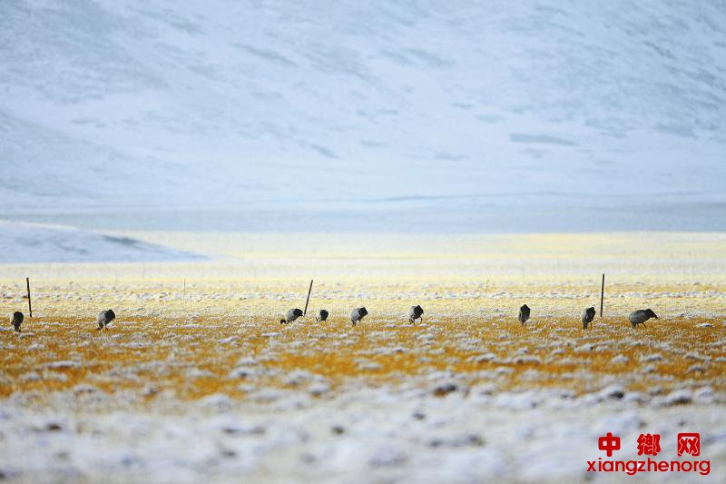 <b>若尔盖2000多只黑颈鹤本月中旬前将全部南下越冬</b>