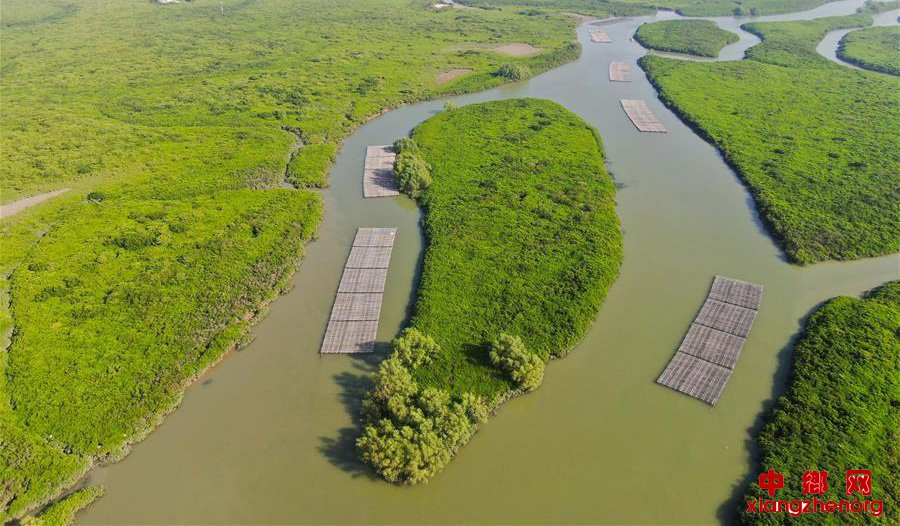 飞“阅”海上森林——红树林