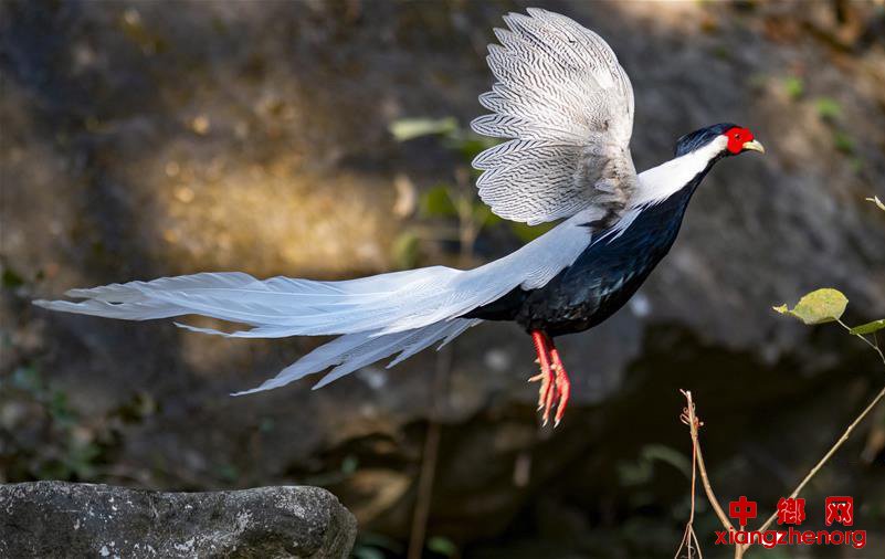 寻找初冬大美之鸟