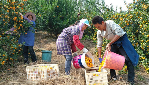 <b>“丰收图”里述脱贫</b>