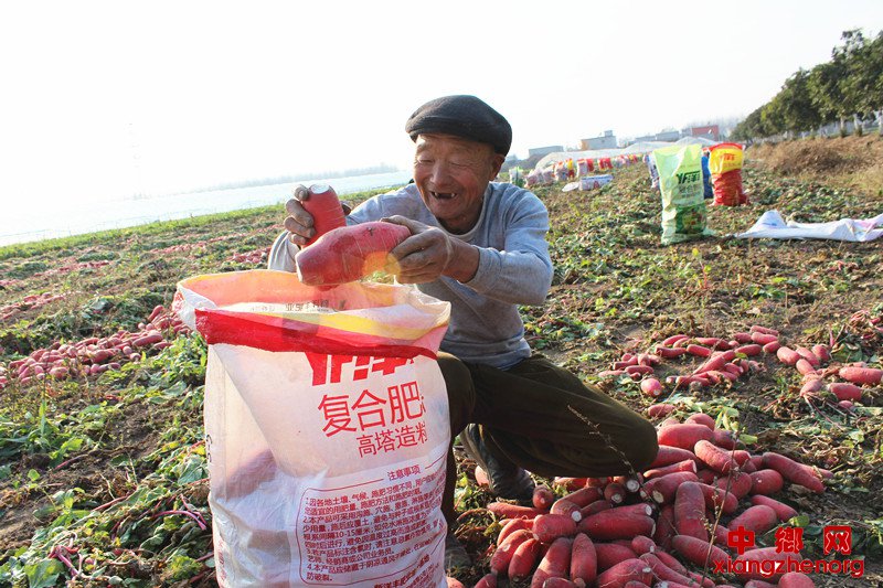 农超对接不愁卖