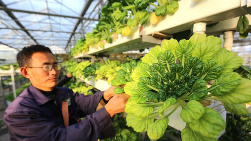 <b>河北固安：打造京津“菜篮子”</b>