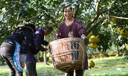 <b>四川合江：脱贫果香飘农家</b>