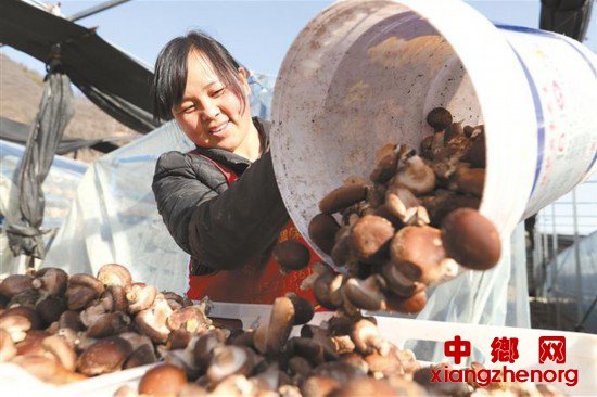 <b>小香菇撑起“致富伞”</b>