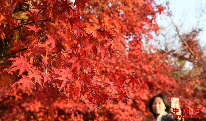 “枫”景迷人