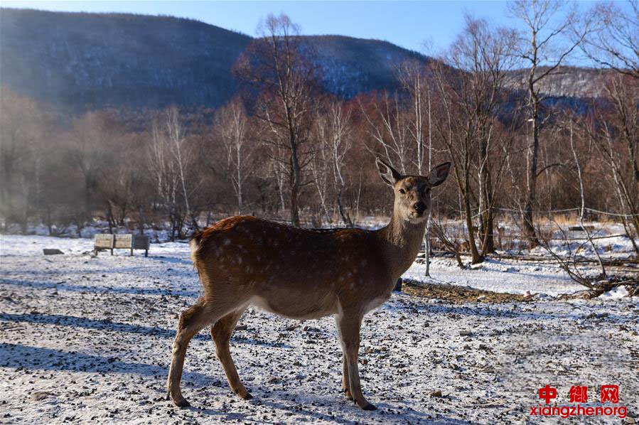 内蒙古阿尔山：贫困人口走上“山水变金银”的幸福路