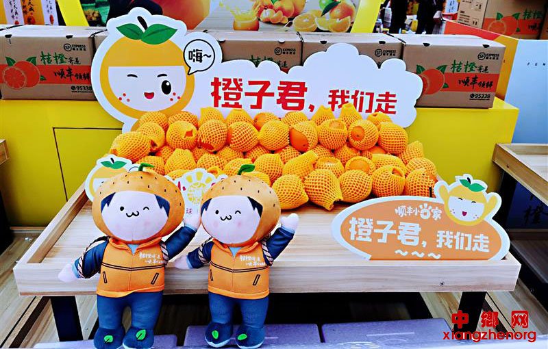 <b>插上“村播”翅膀，奉节脐橙飞向全球</b>