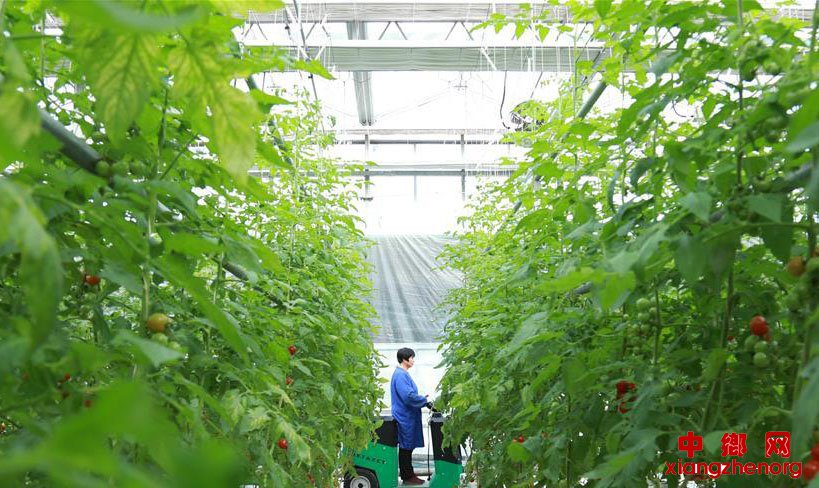 河北南和：“智慧农业”助推乡村振兴