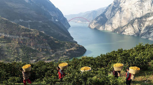 <b>又到脐橙丰收时</b>