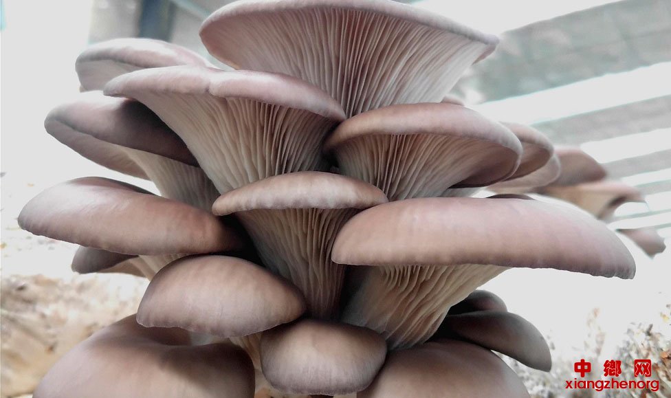 <b>山东郯城：“奇美”蘑菇新年抢“鲜机”</b>