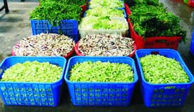 <b>农业农村部：各地抓好蔬菜生产保障供给</b>