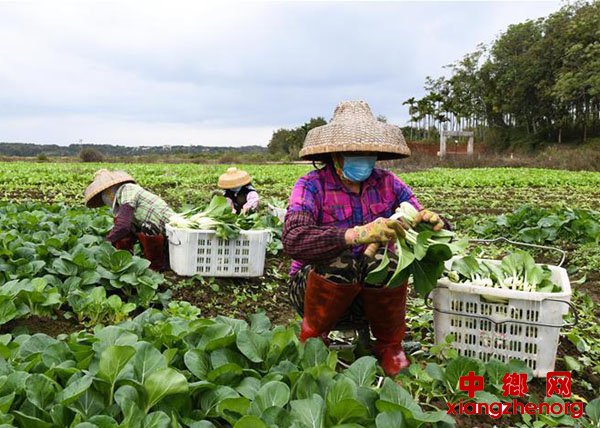 <b>海口：采摘蔬菜 扩大供应量</b>