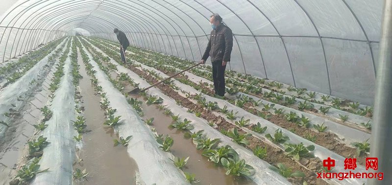 <b>陕西杏林镇：防疫不误农时  各处春耕忙</b>