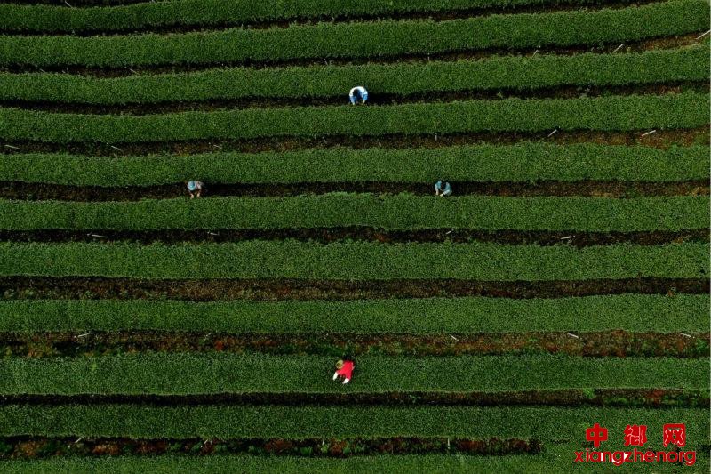 <b>四川泸州纳溪：疫情不阻春茶香 30万亩特早茶开采</b>