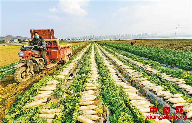 “潼南绿”日供主城新鲜蔬菜800余吨