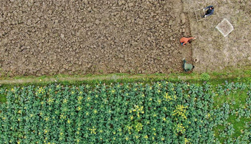 <b>贵州：特色种植助农增收</b>