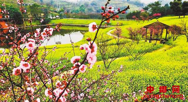 <b>不出门也能春游 重庆推出“云”赏花</b>