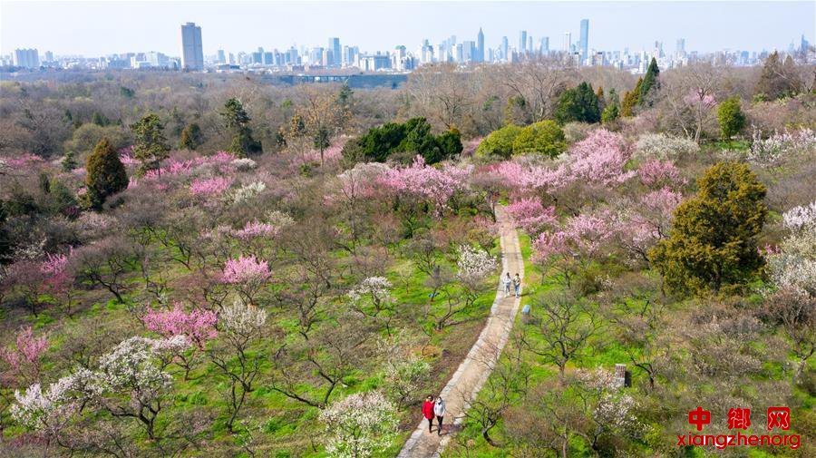 南京：梅花绽放春意浓