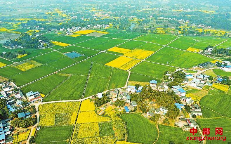 <b>四川仁寿：田野里黄绿相间 春意盎然</b>
