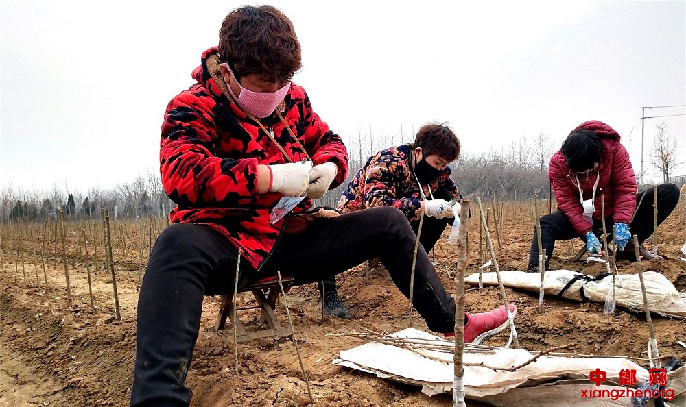 <b>山东郯城：抗疫“女汉子”嫁接“希望”</b>