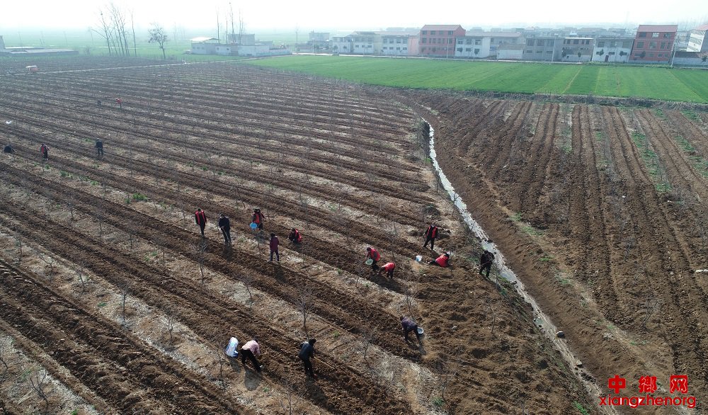 <b>安徽省埇桥区：惊蛰时节志愿者扶贫基地劳动忙</b>