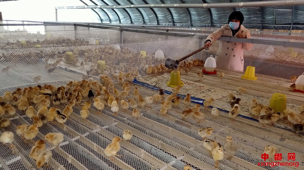 安徽省埇桥区：扶贫基地育雏忙