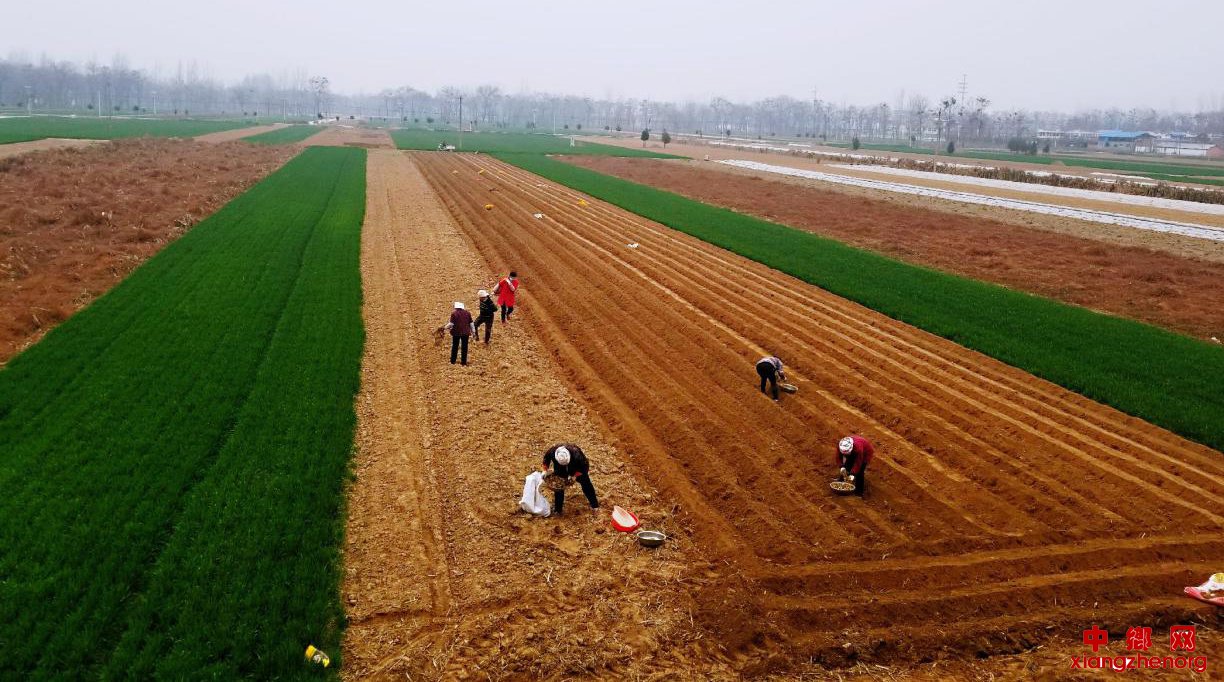 <b>安徽省魏岗镇：一支扶贫专列 加快疫情复工</b>