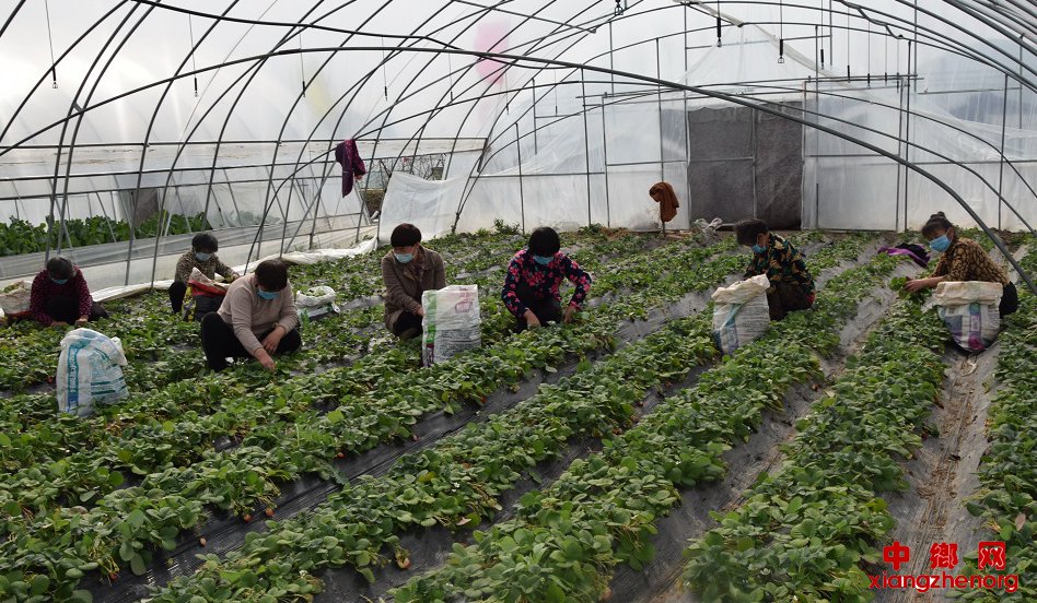 <b>安徽：草莓园里管理忙</b>