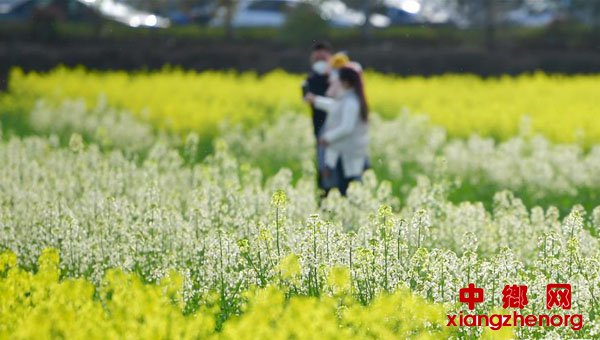 <b>油菜花海沐春光</b>